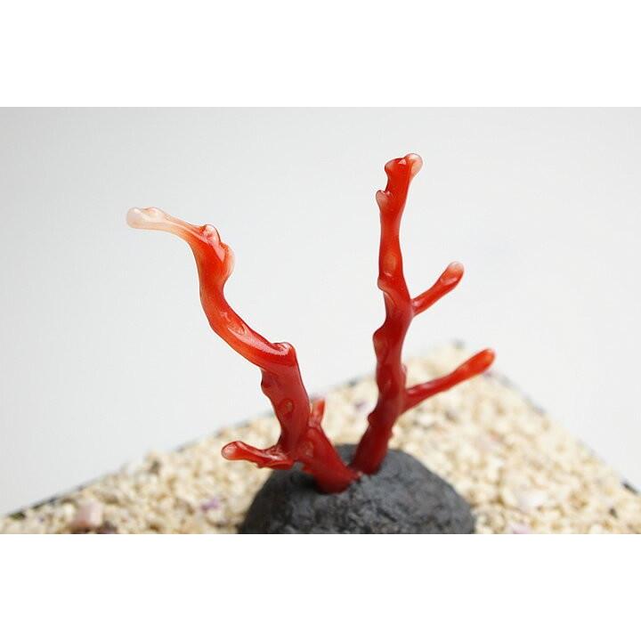 超貴重 血赤珊瑚原木 高知県沖産 : ギャラリーメイスン ヤフー店