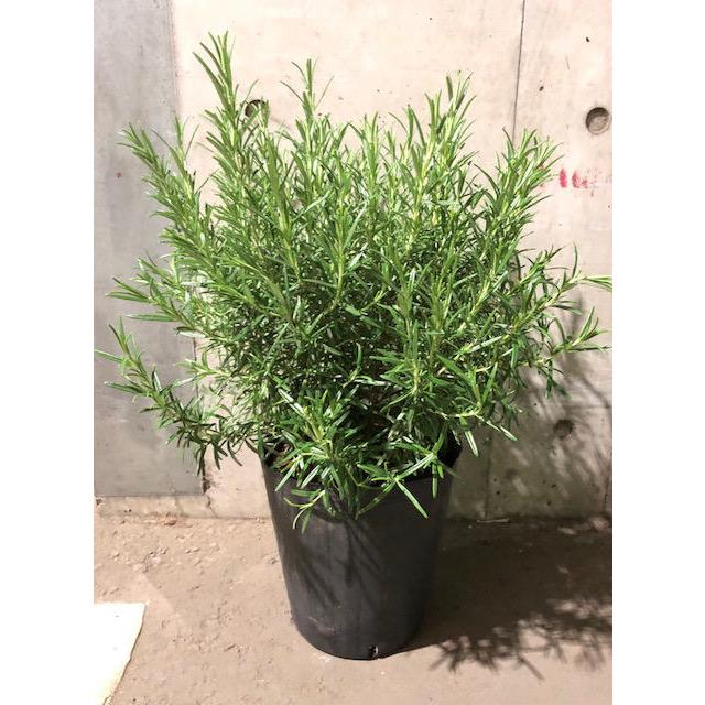 ローズマリー 立性 樹形キレイ ベランダ にも ローズマリー立性 7号