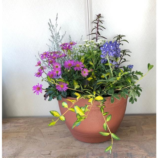 寄せ植え よせうえ 春の寄植え 春の花 春 の 寄せ植え ギフト 送料込