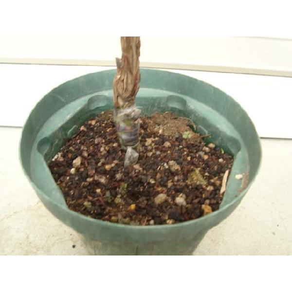 チャンドラー】 接木苗 ノーザンハイブッシュ系・ブルーベリー [果樹