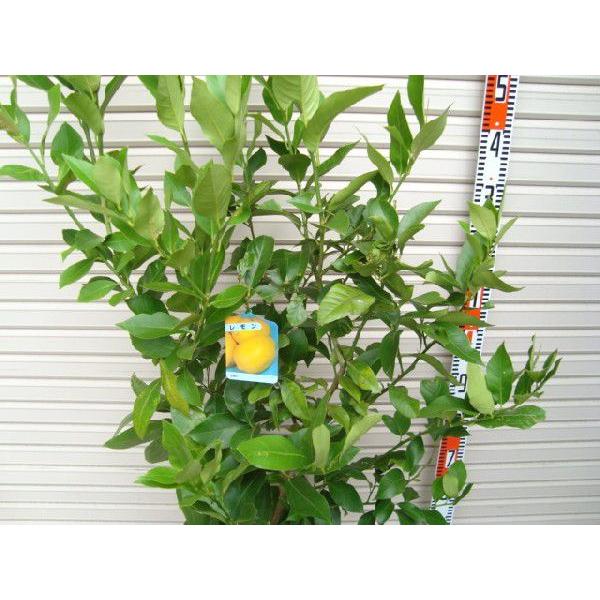 リスボンレモン】 4年生接木苗 大苗 レモン ※納期指定:発送予定