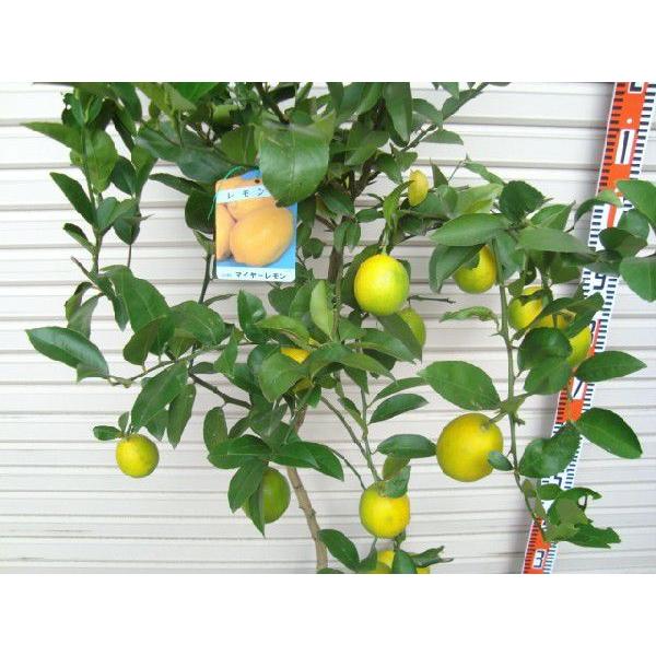 マイヤーレモン】 3年生接木苗 大苗 レモン ※納期指定:発送予定