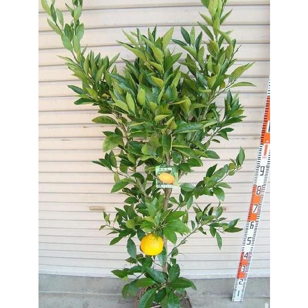 日南1号】 4年生接木苗 大苗 温州ミカン 日南極早生 ※納期指定:発送