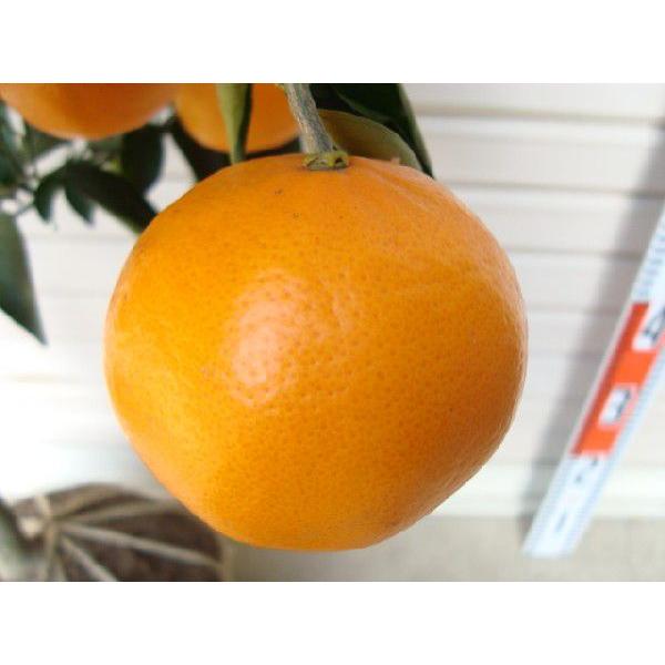 せとか】 柑橘大苗 4年生接木苗 柑橘 ※納期指定:発送予定2026年3