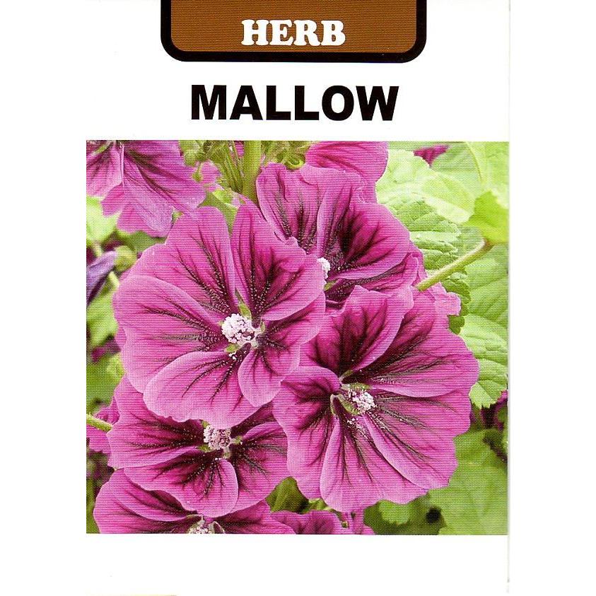 ハーブ種子 マロウ（うすべにあおい） 藤田種子のタネ : Gardener s