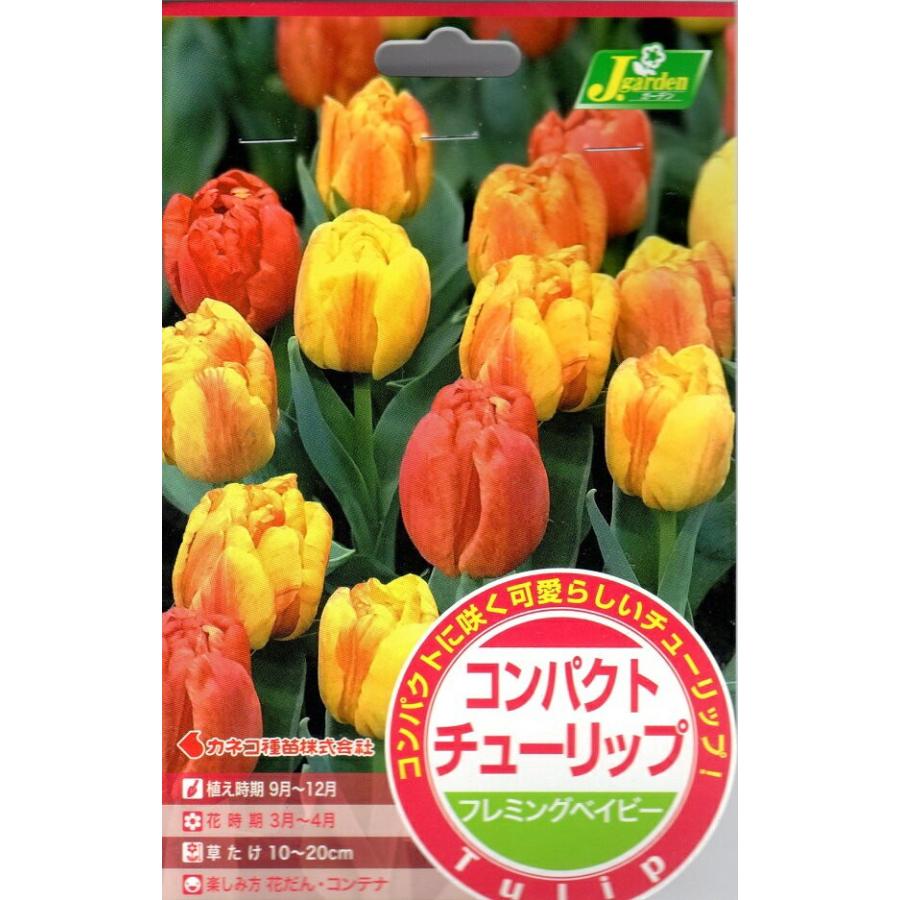 花球根】コンパクトチューリップ フレミングベイビー 5球入 カネコ種苗