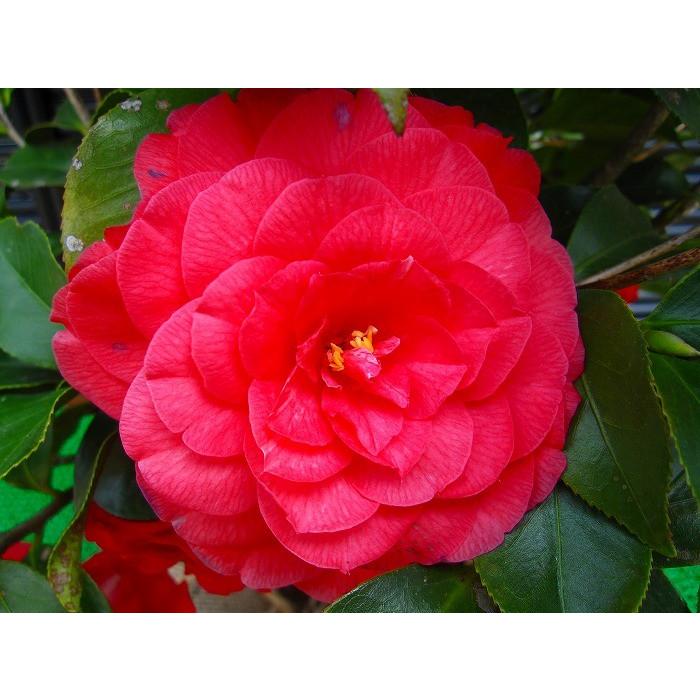 ツバキ（椿）/ベニオトメツバキ（紅乙女椿） 樹高1.5m前後 露地苗