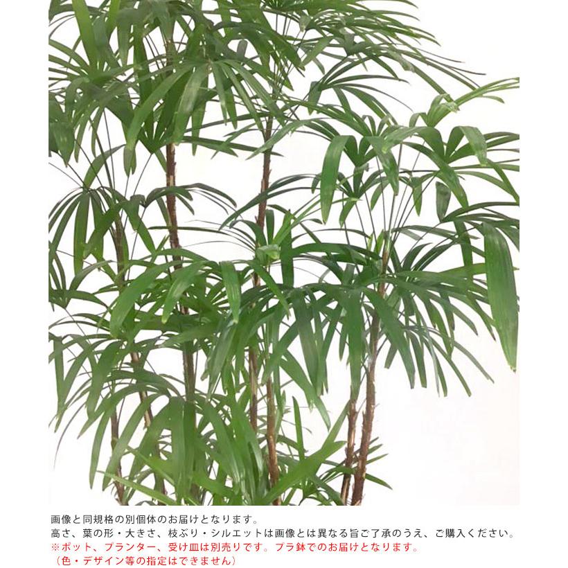観葉植物 シュロチク L 10号鉢 植物 10号 インテリア 室内 リビング