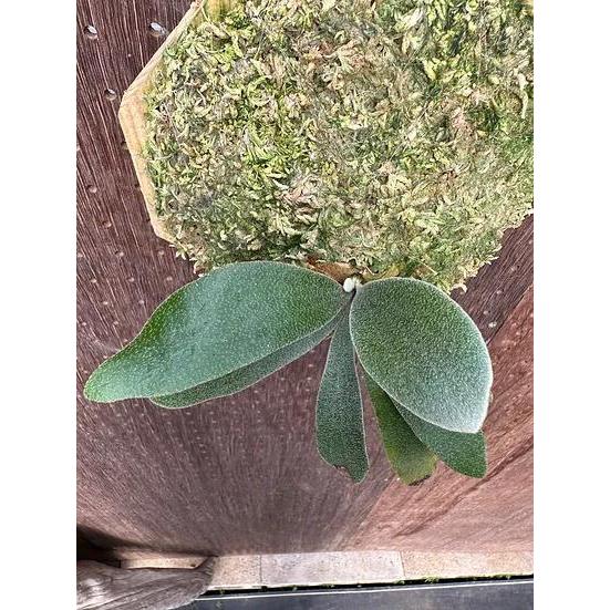 ビカクシダ P.'Moomin'(P.Pewchan 'Compact' x P.Tonkla BS)1 現品販売