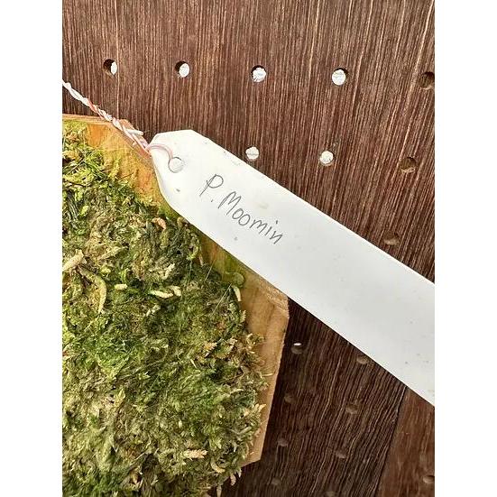 ビカクシダ P.'Moomin'(P.Pewchan 'Compact' x P.Tonkla BS)1 現品販売