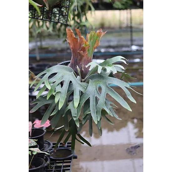 ビカクシダ P.'Hawaii Sweetheart' (hybrid from P.Pegasus x P.Sailor