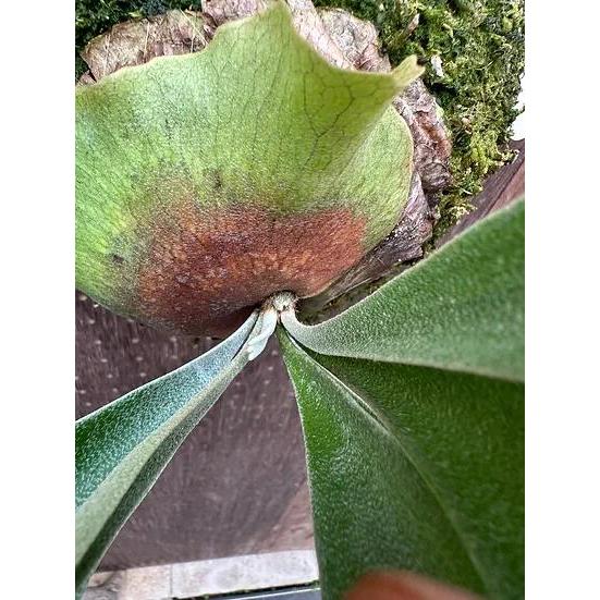 ビカクシダ P.'Ice age'(P.ssfoong x P.Pewchan 'Snow Queen F304')1