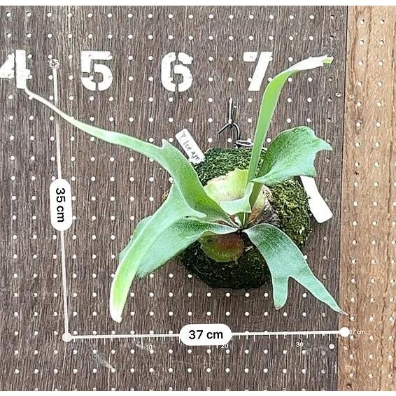 ビカクシダ P.'Ice age'(P.ssfoong x P.Pewchan 'Snow Queen F304')1