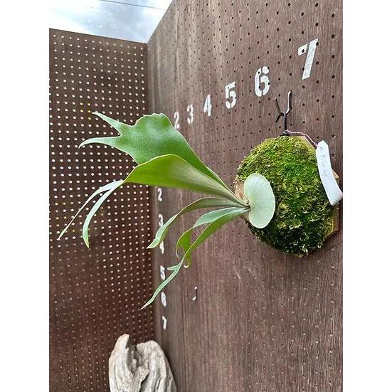 ビカクシダ P.'Ice age'(P.ssfoong x P.Pewchan 'Snow Queen F304')3