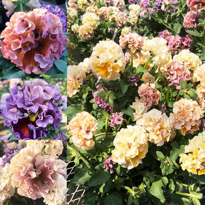 パンジー 苗 ローヴ・ドゥ・アントワネット MIX 4苗セット 八重咲き