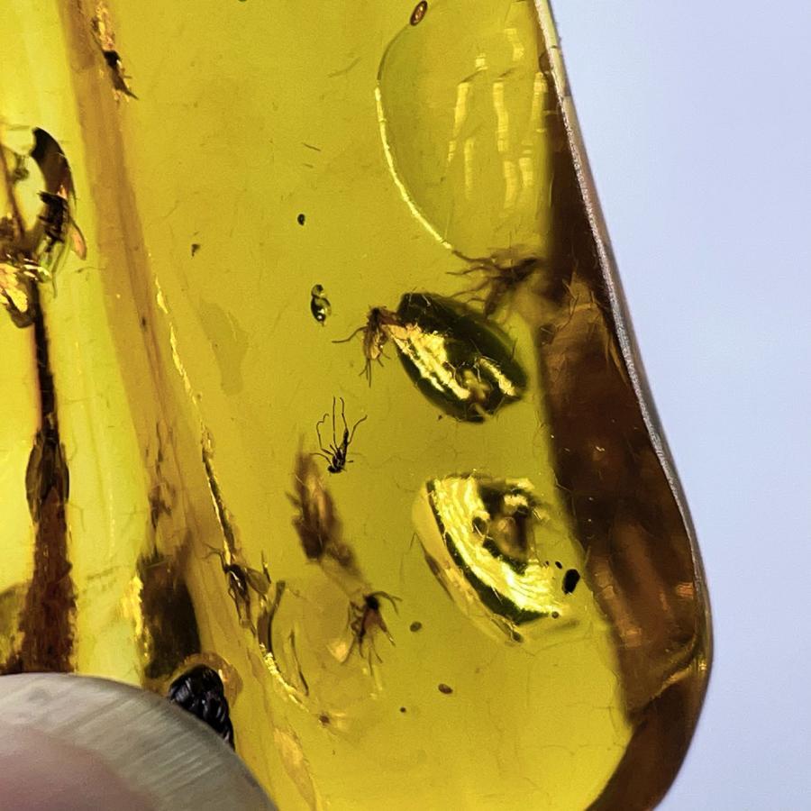 PROME 天然石 一点物 超超超希少！！！ 虫がたくさん 虫入り琥珀