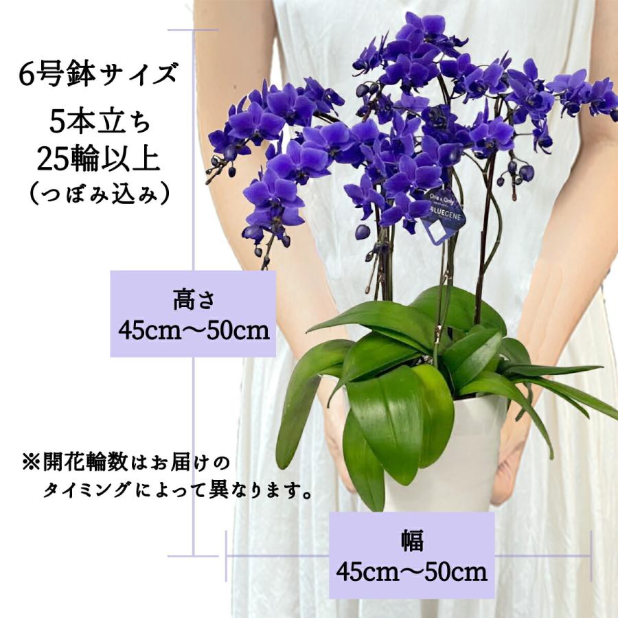 ファレノ ブルージーン らん鉢 5本立 6号 ファレノプシス 青い胡蝶蘭