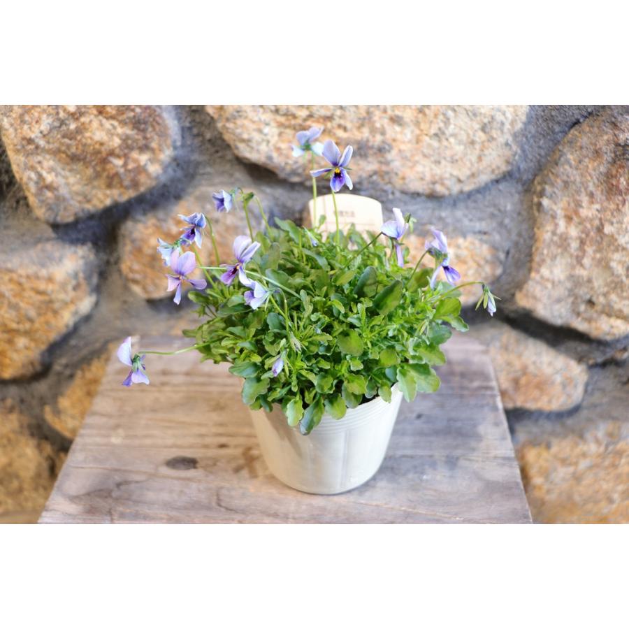 ビオラ 神戸べっぴんさん ブルージャスミン アソート 3.5号ポット苗