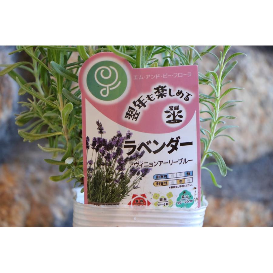 イングリッシュラベンダー アヴィニョン アーリーブルー 3〜3.5号