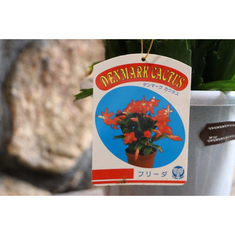 デンマークカクタス フリーダ 5号鉢 シャコバサボテン 鉢花 : グリーン