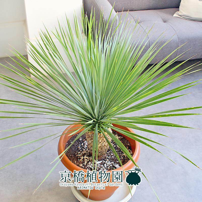 現品】ユッカ・ロストラータ 10号 茶鉢（2） : 花のアリマツ Yahoo!店