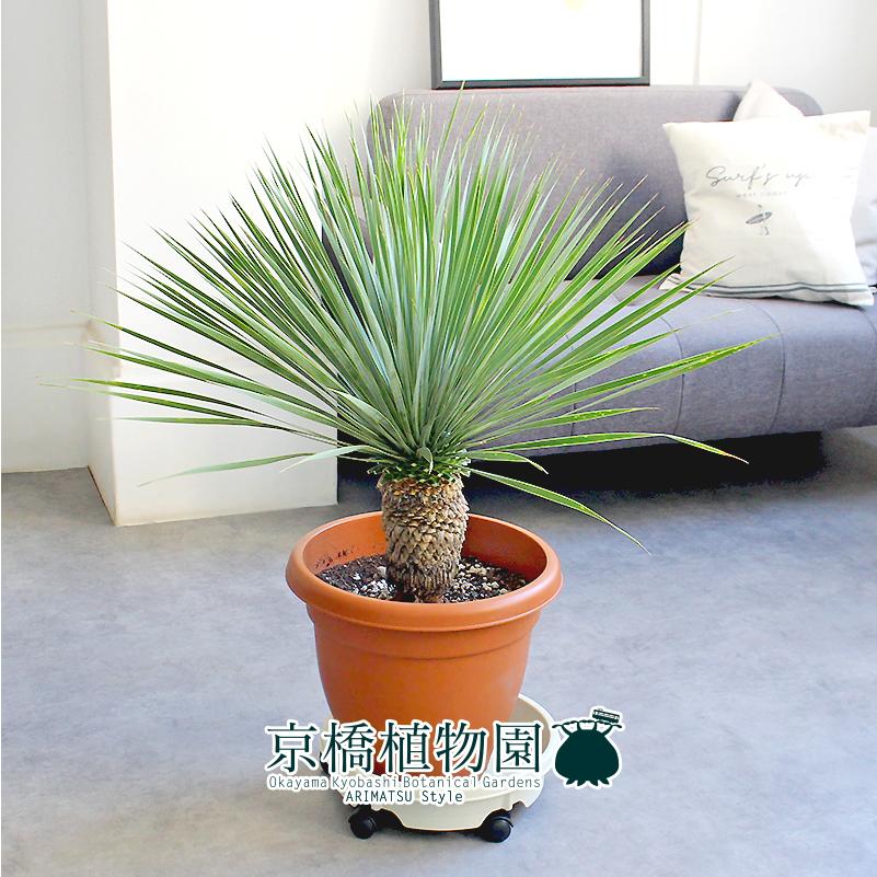 現品】ユッカ・ロストラータ 10号 茶鉢（2） : 花のアリマツ Yahoo!店