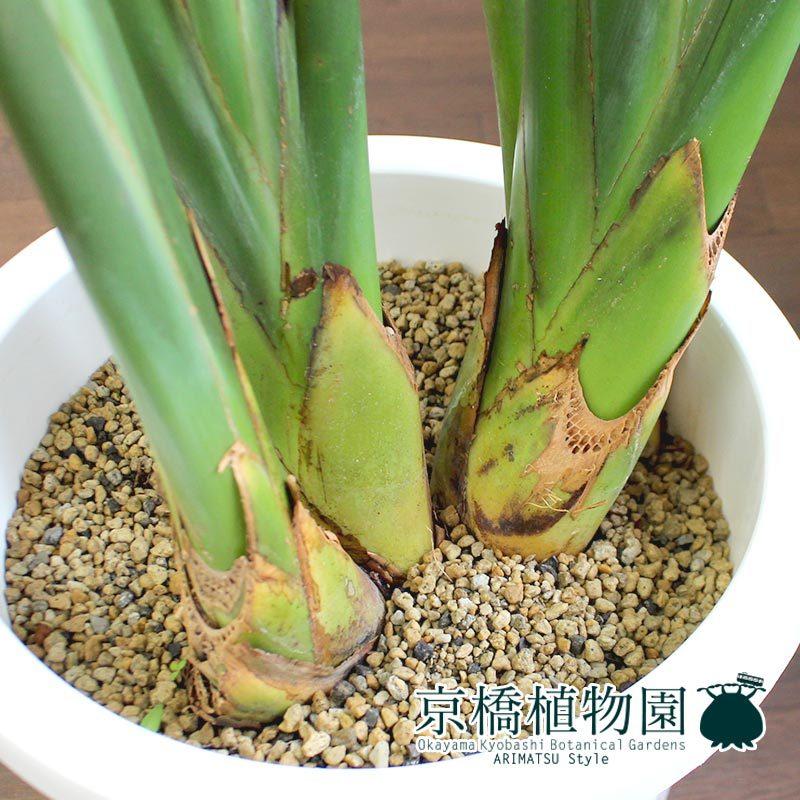 ストレチア/ストレリチア・レギネ 10号【モードライト ラウンド鉢