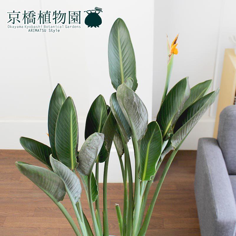 ストレチア/ストレリチア・レギネ 10号【モードライト ラウンド鉢