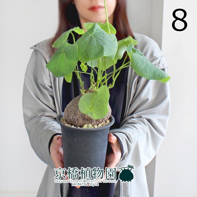 現品】ステファニア・スベローサ 4号 黒鉢（8） : 花のアリマツ Yahoo