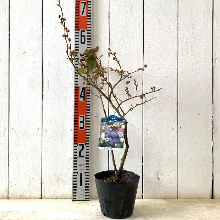 ブルーベリー 苗木 シャープブルー 13.5cmポット苗 3年生苗 サザンハイ