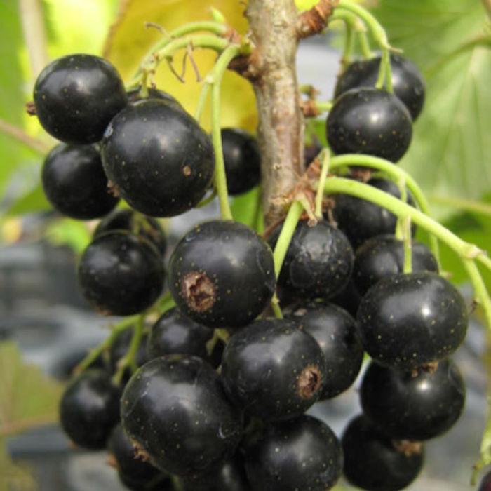 ブラックカーラント 苗木 12cmポット苗 クロフサスグリ 苗 カシス