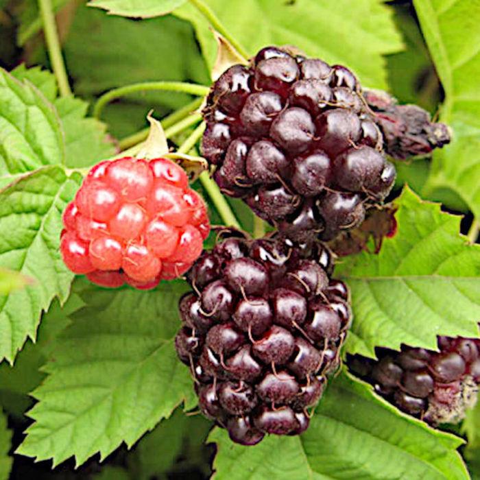 ラズベリー 苗木 ボイセンベリー 12cmポット苗 苗 : 苗通販店 ぐりーん