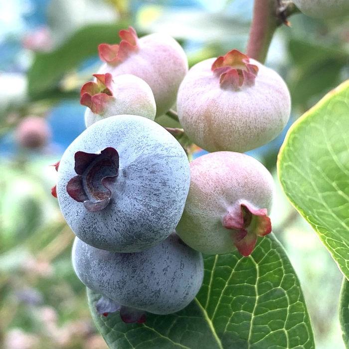 ブルーベリー 苗木 チャンドラー 13.5cmポット苗 3年生苗 ノーザンハイ