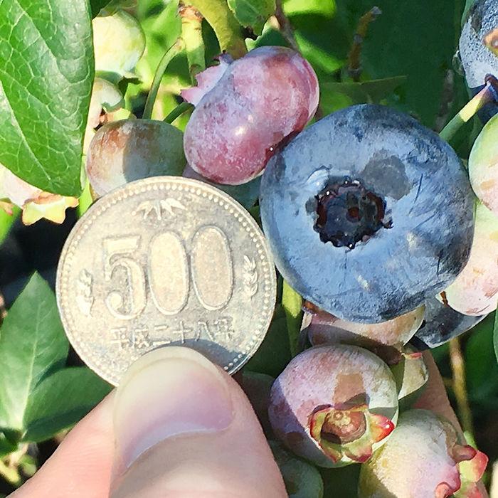 ブルーベリー 苗木 チャンドラー 大苗 27cm9号鉢 ノーザンハイブッシュ