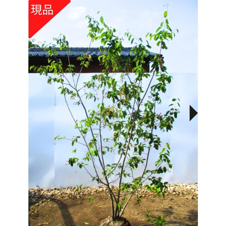 現品発送 ジューンベリー 株立ち 樹高1.4m-2.2m(鉢底から）シンボル