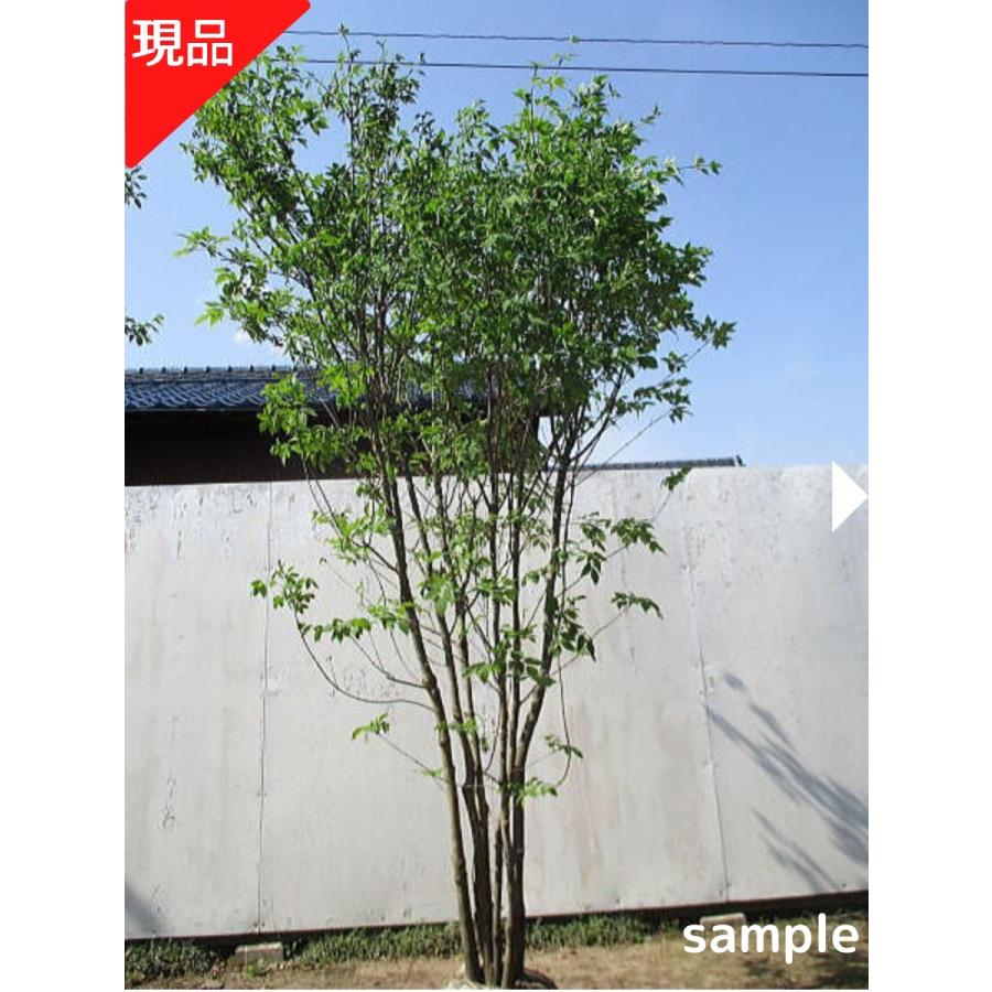 現品発送 アオダモ 株立ち 樹高2.3-2.6m(根鉢含まず）あおだも 苗木 苗