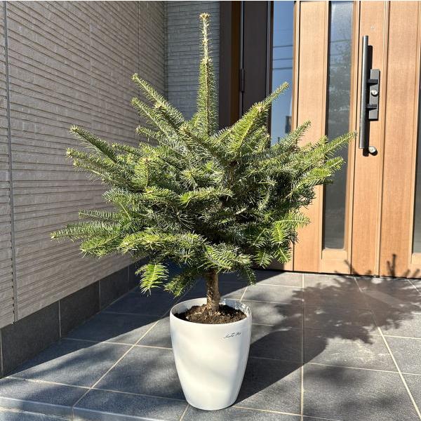 本物のモミの木 もみの木 モミノキ 鉢植え 樹高1.0m前後(鉢底から