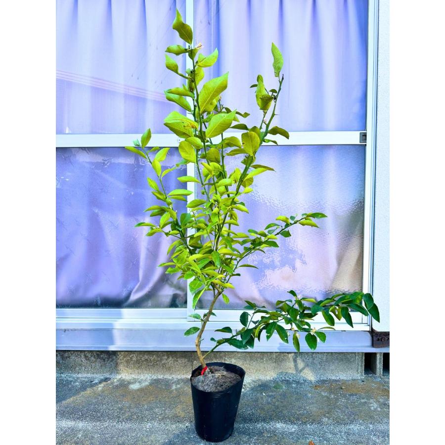 7/15 実付き】レモンの木 7号 マイヤーレモン 樹高1.0m(鉢底から