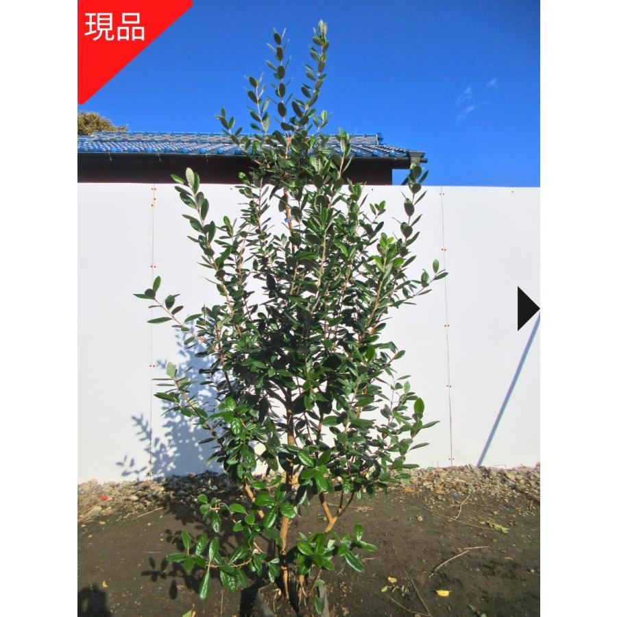 フェイジョア アポロ 樹高1.7-1.8m(根鉢含まず) 1本で結実 シンボル