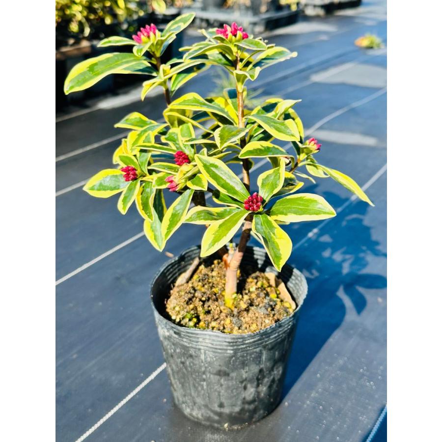 送料無料 斑入り沈丁花(フイリジンチョウゲ) 赤花 前島 25cm前後(鉢底