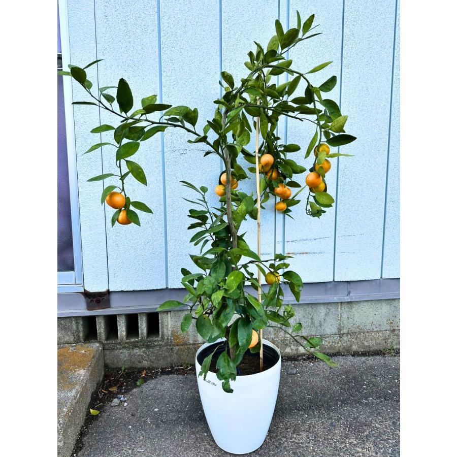 みかんの木 苗木 宮川早生 樹高1.2m前後(鉢底から)8号 ミカンの木 温州