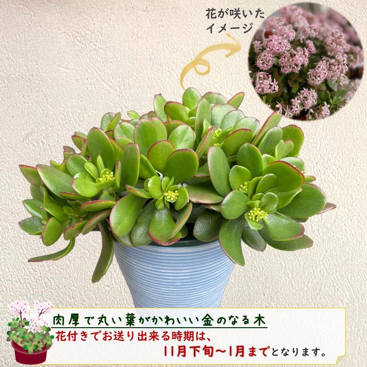 金のなる木 5号鉢カバーつき 1個 花月 jade plant おしゃれ 鉢カバーに