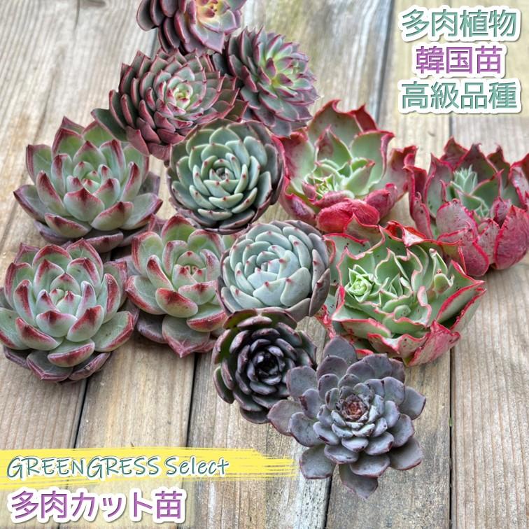 多肉植物 エケベリア 韓国苗 エアーマジック カット苗 1個 選べる品種