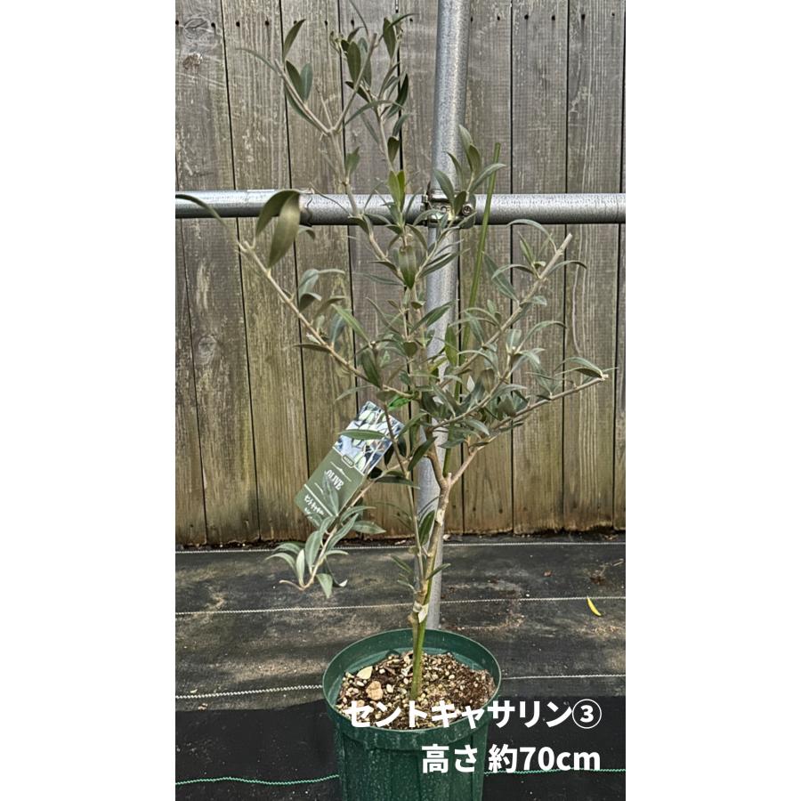 小倉園 オリーブ・セントキャサリン 6号鉢 オリーブの木 鉢植え 庭木