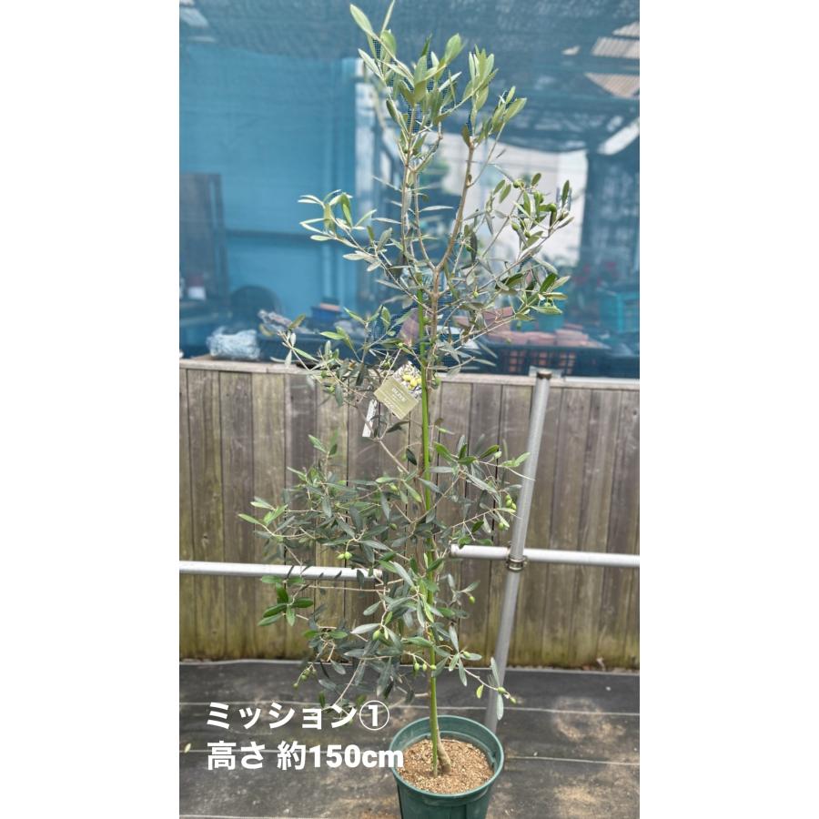 小倉園 オリーブ・ミッション 8号鉢 オリーブの木 鉢植え 庭木 希少