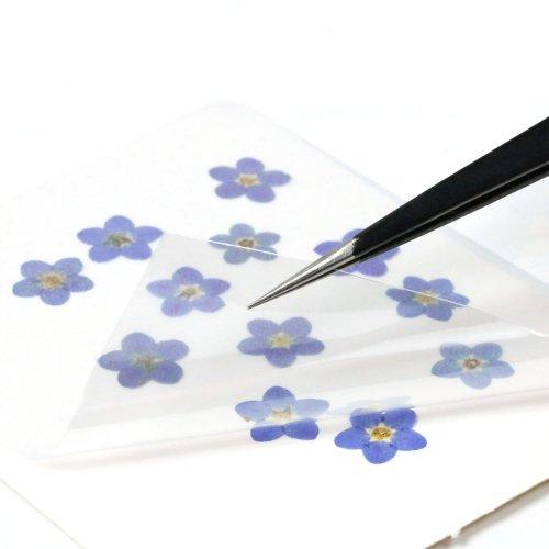 押し花 ワスレナグサ 約12枚 ドライフラワー 花 はな flower 紫