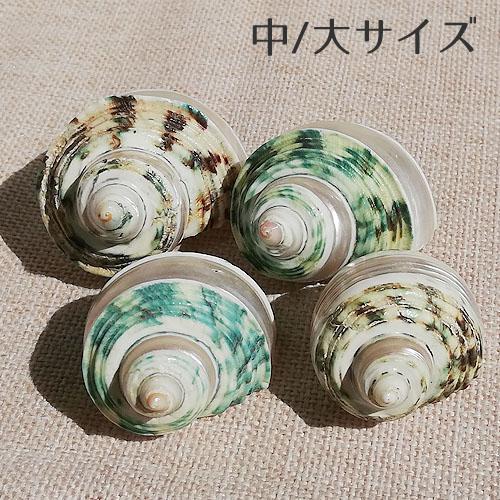 巻貝 貝殻 青緑 ブルーグリーン系 海 マリン 夏 キッズ 工作 夏休み