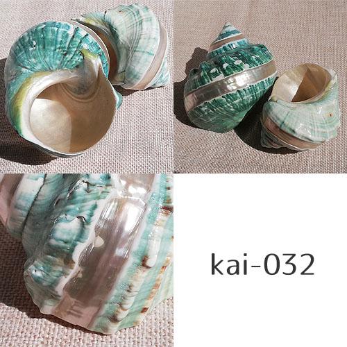 巻貝 貝殻 青緑 白 ブルーグリーン系 ホワイト系 大サイズ 海 マリン