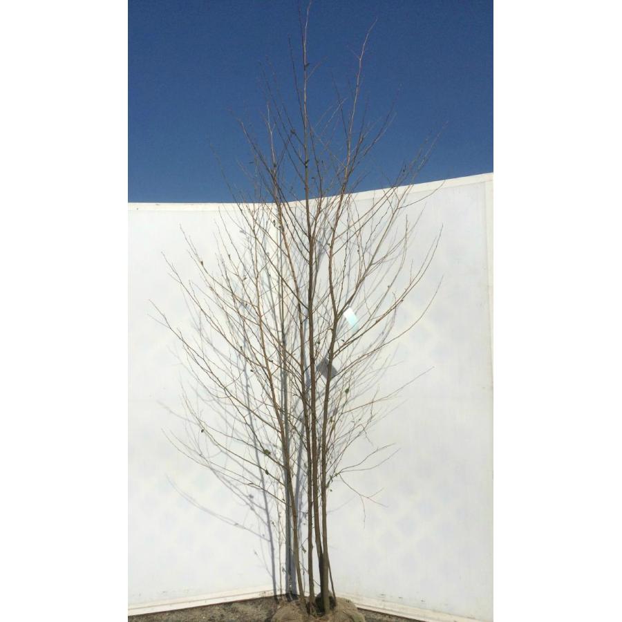 エゴの木 株立ち 約2.5m エゴノキ 美樹形株 超特大植木苗木 規格販売
