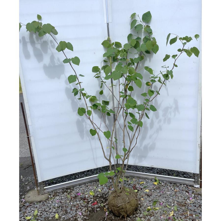マルバノキ 株立ち 約1.7m 特大株 規格販売 植木苗木 マルバの木